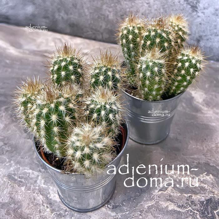 Растение ⌀ 5 Pilosocereus GOUNELLEI (Пилозоцереус)