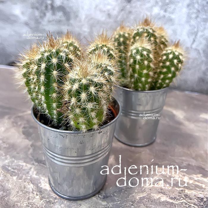 Растение Pilosocereus GOUNELLEI Xiquexique Пилозоцереус Гунелле Шикешики Гунеллеи 2