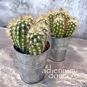 Растение ⌀ 5 Pilosocereus GOUNELLEI (Пилозоцереус) 3