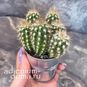 Растение ⌀ 5 Pilosocereus GOUNELLEI (Пилозоцереус) 4