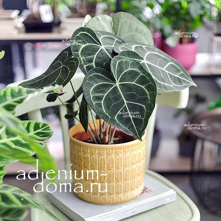 Растение Anthurium CLARINERVIUM Антуриум жильчатый Кларинервиум 2