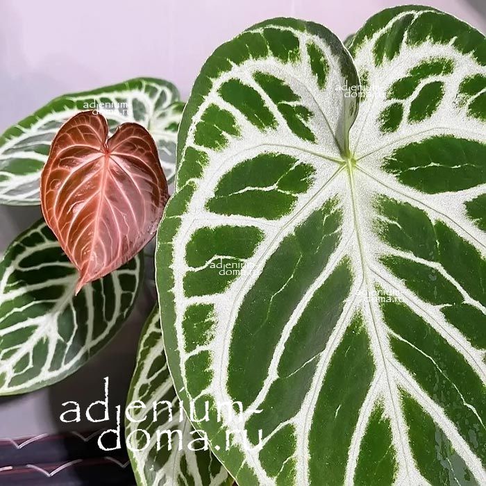 Растение Anthurium SILVER BLUSH Антуриум Серебристый румянец Сильвер Блаш 3
