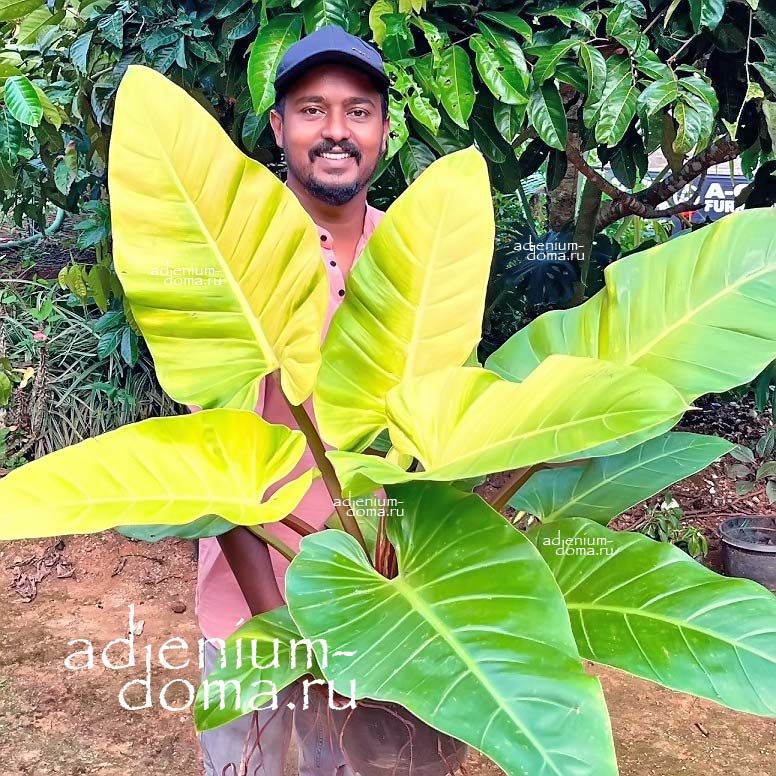Растение Philodendron MELINONII GOLD Филодендрон Мелинонии золотой Голд 2