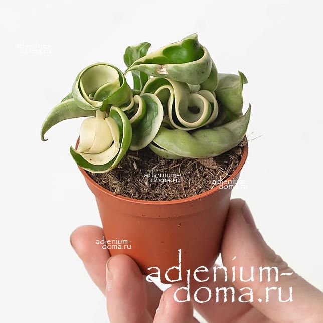 Растение Hoya CARNOSA COMPACTA Variegata Хойя мясистая компактная пестролистная Карноза Компакта Вариегата 1