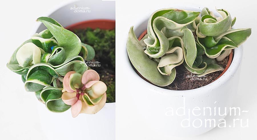 Растение Hoya CARNOSA COMPACTA Variegata Хойя мясистая компактная пестролистная Карноза Компакта Вариегата 2