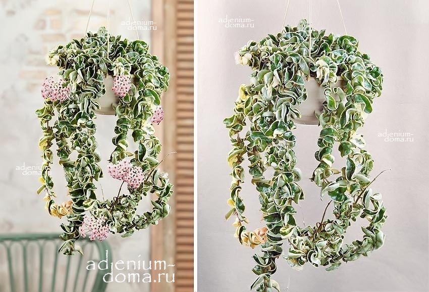 Растение Hoya CARNOSA COMPACTA Variegata Хойя мясистая компактная пестролистная Карноза Компакта Вариегата 3