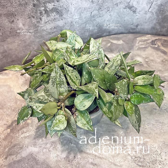 Растение Hoya LACUNOSA MINT Хойя впалая мятная Лакуноза Минт 3