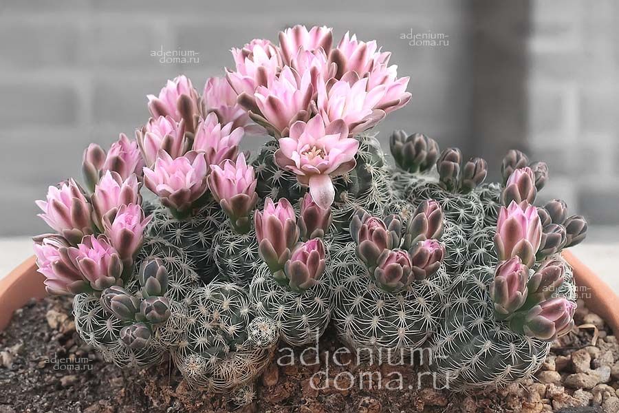Gymnocalycium BRUCHII Гимнокалициум Бруха Бручи 1