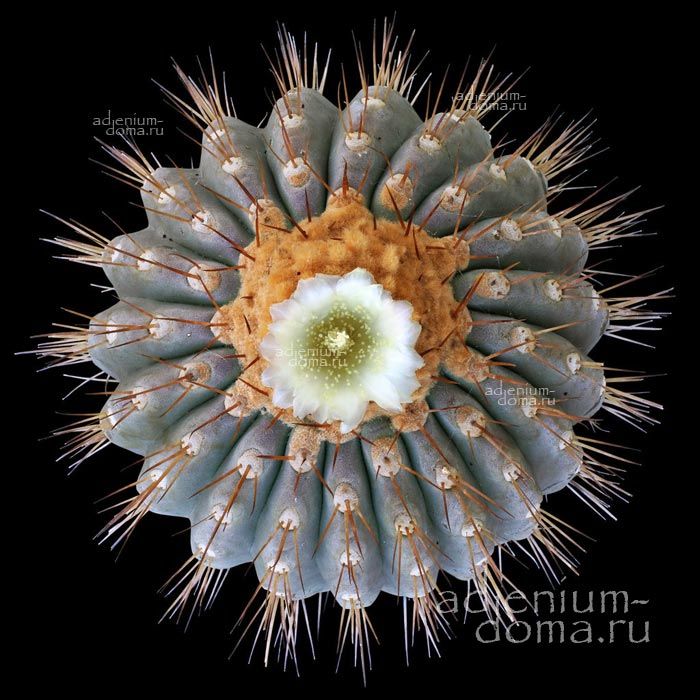 Copiapoa GIGANTEA HASELTONIANA Копиапоа гигантская Хаселтона Копьяпоа Гигантея Хаселтониана 3