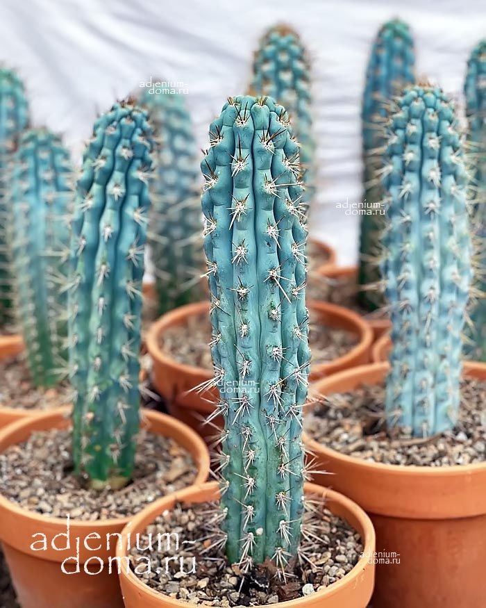 Browningia HERTLINGIANA Azureocereus HERTLINGIANUS Браунингия Хертлинга Азуреоцереус Хертлингианус 1