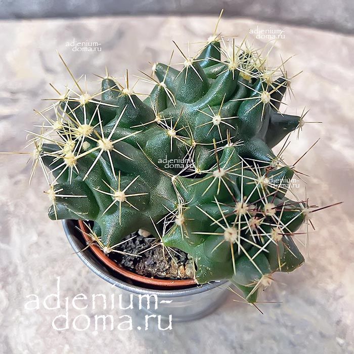 Растение ⌀ 5 Cactus MIX IX (Кактус)