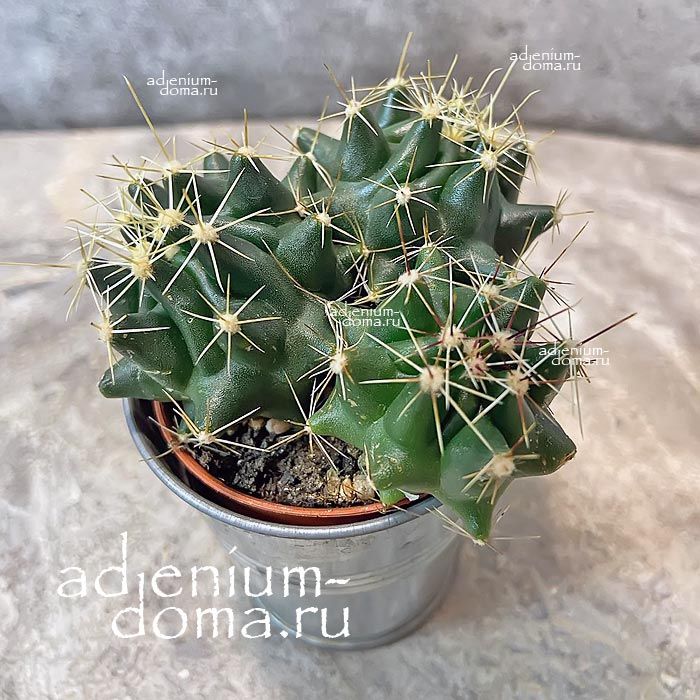 Растение Cactus MIX IX Кактус Микс 3