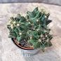 Растение ⌀ 5 Cactus MIX IX (Кактус) 2