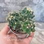 Растение ⌀ 5 Cactus MIX IX (Кактус) 3