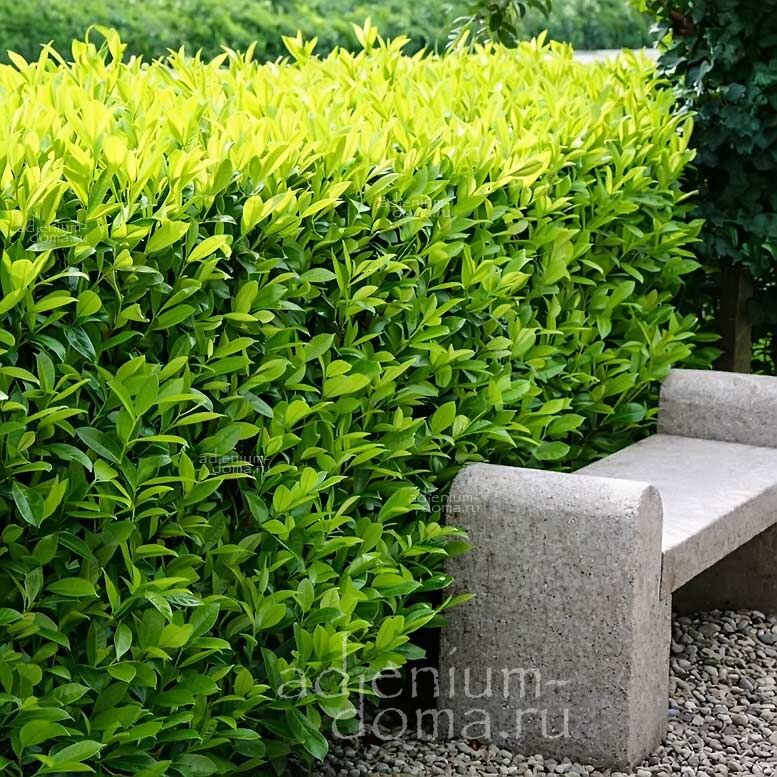 Prunus LAUROCERASUS Cherry Laurel Лавровишня лекарственная обыкновенная Прунус Лауроцеразус 3