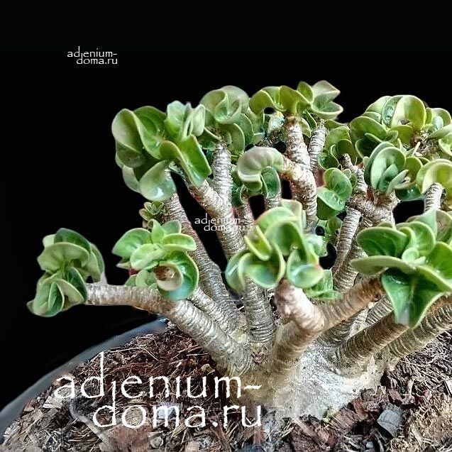 Adenium Arabicum DORSET HORN 'WHITE PEARL' (Барашек, Дорсет Хорн)
