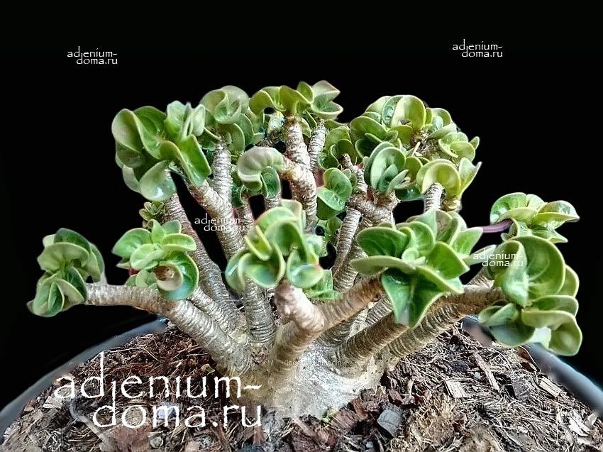 Adenium Arabicum DORSET HORN WHITE PEARL