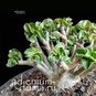 Adenium Arabicum DORSET HORN 'WHITE PEARL' (Барашек, Дорсет Хорн) 2