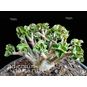 Adenium Arabicum DORSET HORN 'WHITE PEARL' (Барашек, Дорсет Хорн) 3