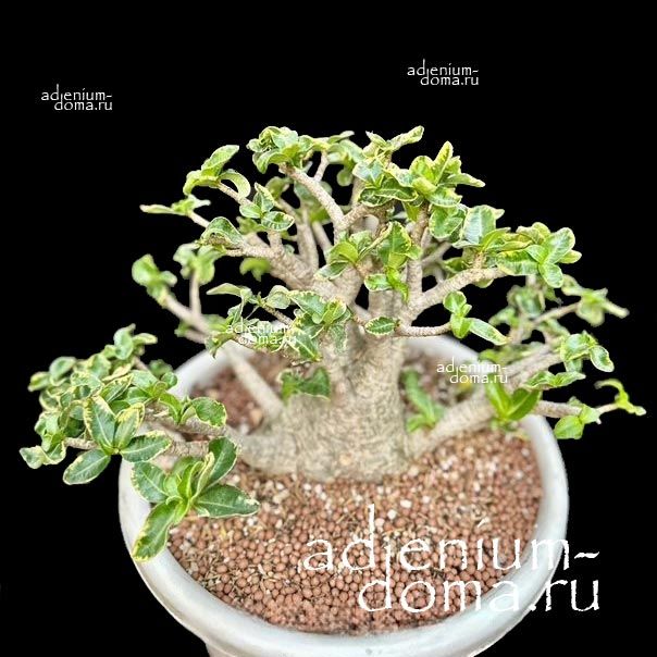 Adenium Thai Socotranum DORSET HORN 'GOLDEN LIPS' Variegated (Барашек, Дорсет Хорн)