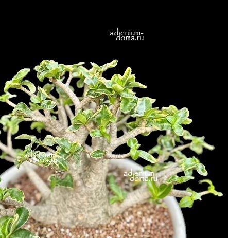 Adenium Thai Socotranum DORSET HORN GOLDEN LIPS Variegated