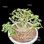 Adenium Thai Socotranum DORSET HORN 'GOLDEN LIPS' Variegated (Барашек, Дорсет Хорн) 2