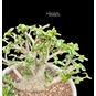 Adenium Thai Socotranum DORSET HORN 'GOLDEN LIPS' Variegated (Барашек, Дорсет Хорн) 3