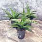 Растение ⌀ 8 Sansevieria COMET 'ROCKY MOUNTAINS' (Сансевьера, Сансевиерия) 2