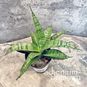 Растение ⌀ 8 Sansevieria COMET 'ROCKY MOUNTAINS' (Сансевьера, Сансевиерия) 3