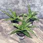 Растение ⌀ 8 Sansevieria COMET 'ROCKY MOUNTAINS' (Сансевьера, Сансевиерия) 4