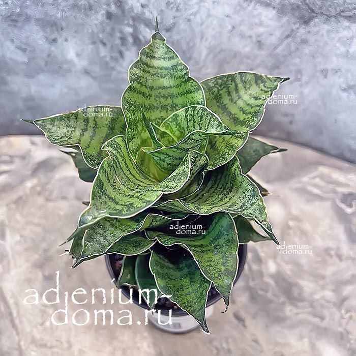 Растение ⌀ 8 Sansevieria 'MAHANAKORN' (Сансевьера, Сансевиерия)