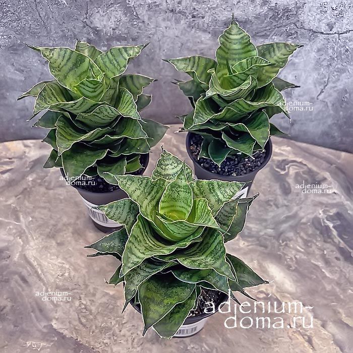 Растение Sansevieria MAHANAKORN Сансевьера Маханакорн Сансевиерия Великий город 3