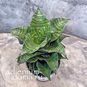 Растение ⌀ 8 Sansevieria 'MAHANAKORN' (Сансевьера, Сансевиерия) 2