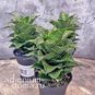 Растение ⌀ 8 Sansevieria 'MAHANAKORN' (Сансевьера, Сансевиерия) 3