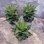 Растение ⌀ 8 Sansevieria 'MAHANAKORN' (Сансевьера, Сансевиерия) 4
