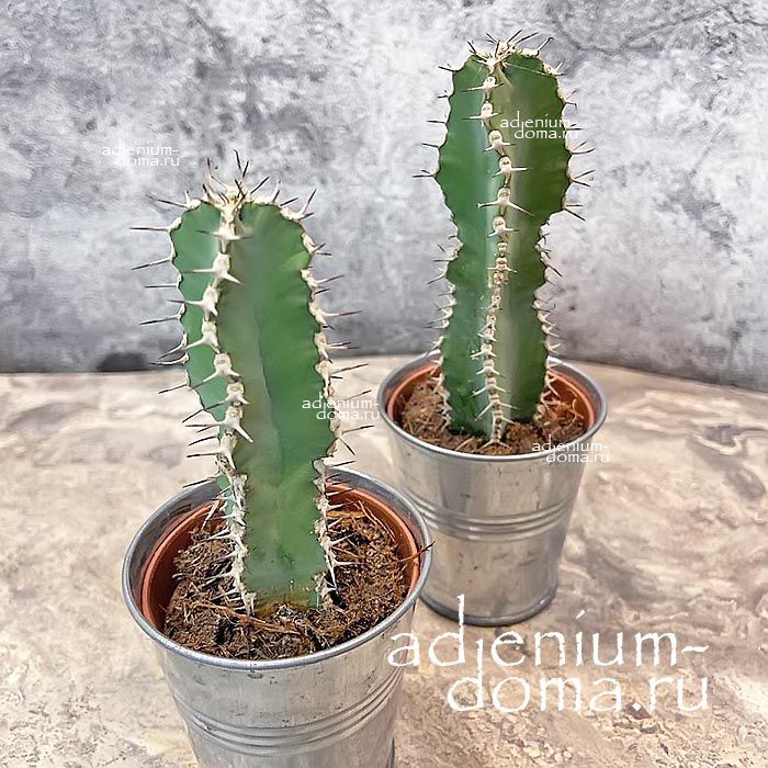 Растение ⌀ 5 Euphorbia POLYACANTHA (Молочай, Эуфорбия)