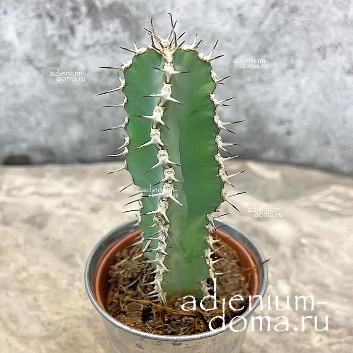 Растение Euphorbia POLYACANTHA Молочай многоколючковый Эуфорбия Полиаканта 2