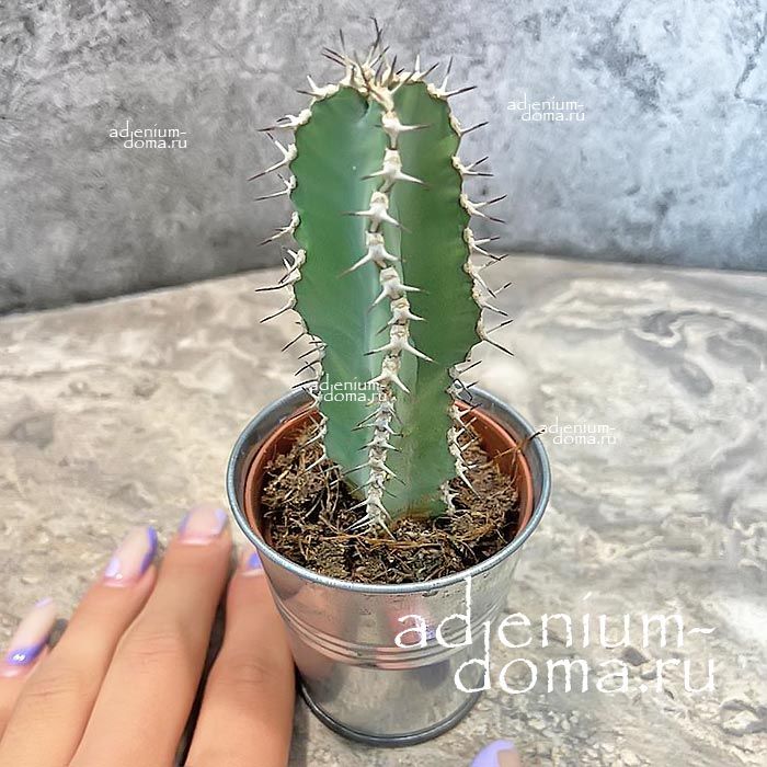 Растение Euphorbia POLYACANTHA Молочай многоколючковый Эуфорбия Полиаканта 3