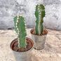 Растение ⌀ 5 Euphorbia POLYACANTHA (Молочай, Эуфорбия) 2