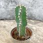 Растение ⌀ 5 Euphorbia POLYACANTHA (Молочай, Эуфорбия) 3
