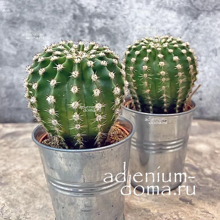 Растение ⌀ 5 Echinopsis MULTIPLEX (Эхинопсис, Xамецереус)