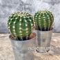 Растение ⌀ 5 Echinopsis MULTIPLEX (Эхинопсис, Xамецереус) 2