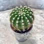 Растение ⌀ 5 Echinopsis MULTIPLEX (Эхинопсис, Xамецереус) 3