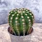 Растение ⌀ 5 Echinopsis MULTIPLEX (Эхинопсис, Xамецереус) 4