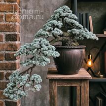 Cedrus ATLANTICA 'GLAUCA' (Кедр)