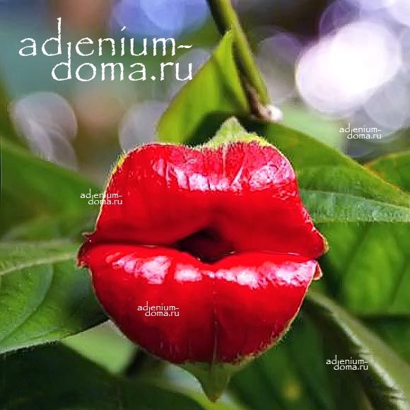 Palicourea TOMENTOSA (Паликаурея, Горячие губки)