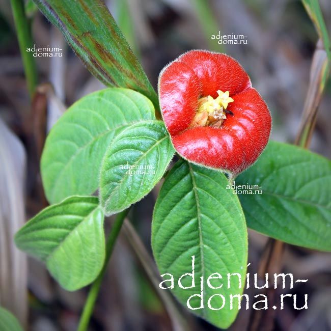 Palicourea TOMENTOSA Psychotria POEPPIGIANA Паликаурея войлочная Томентоза Психотрия Пёппига 2