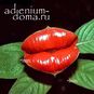 Palicourea TOMENTOSA (Паликаурея, Горячие губки) 4