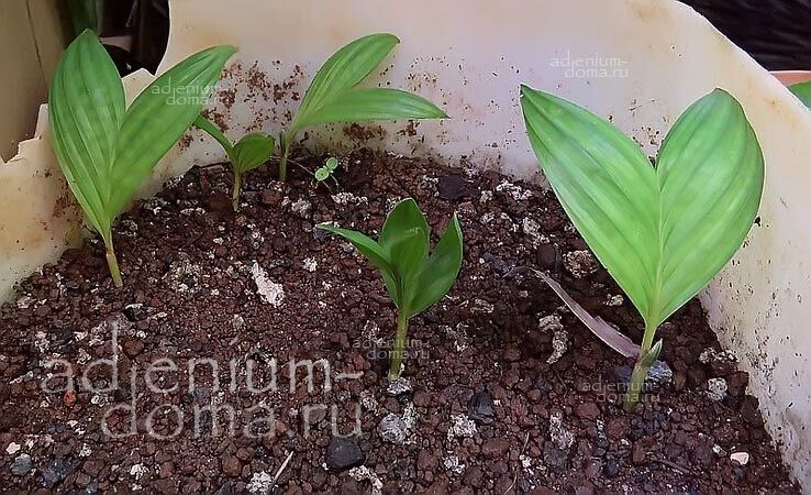 Pinanga CORONATA KUHLII Ivory Cane Palm Пинанга коронованная Короната Пальма слоновокостная 3