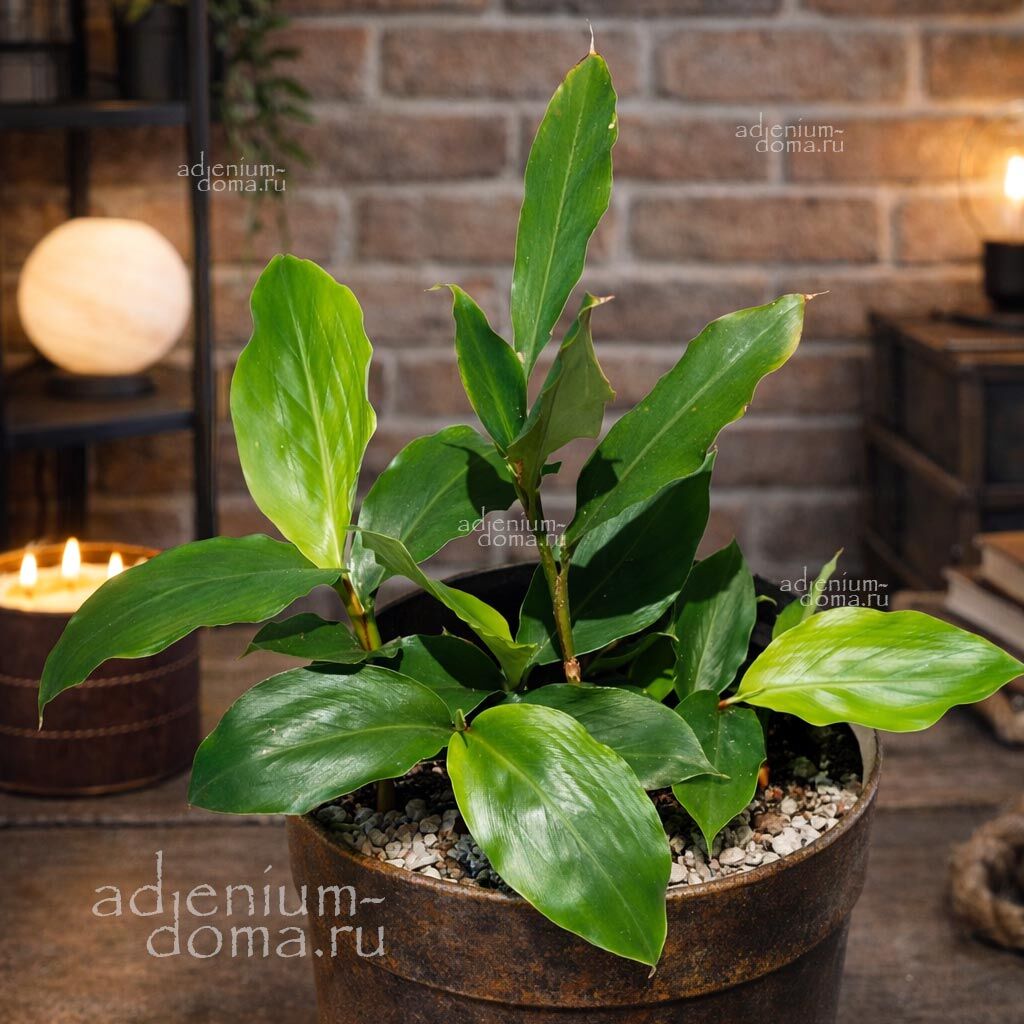 Alpinia MUTICA False Cardamom Альпиния тупая Мутика Ложный кардамон 1